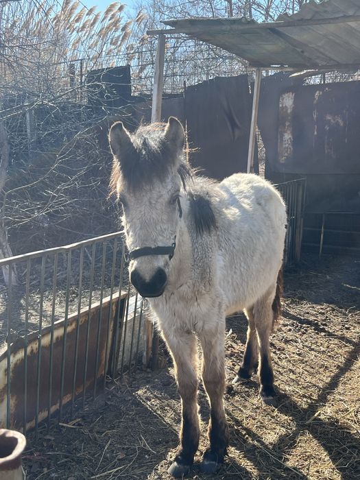 Жабагы мінгі жуас