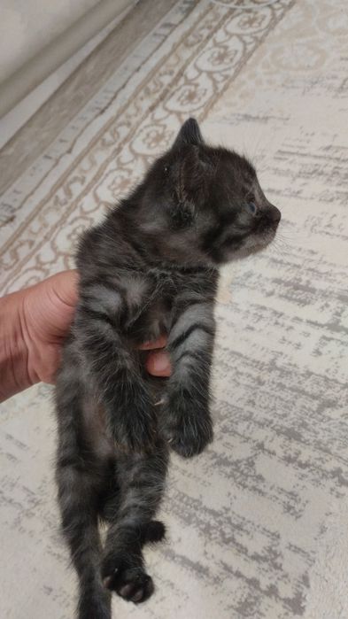 Продаётся котёнок Американский длиношерстная