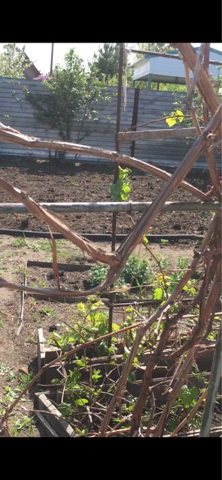 Продам дачу в СО Садовод