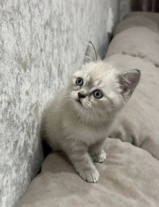 Британские котята