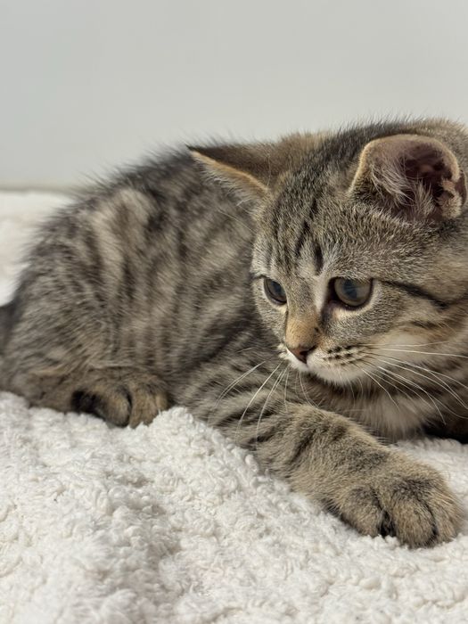 Скотиш-страйт, 3 месяца, мальчик