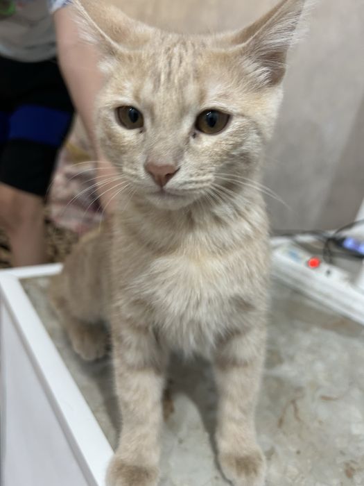 Еркек мысык сатылады