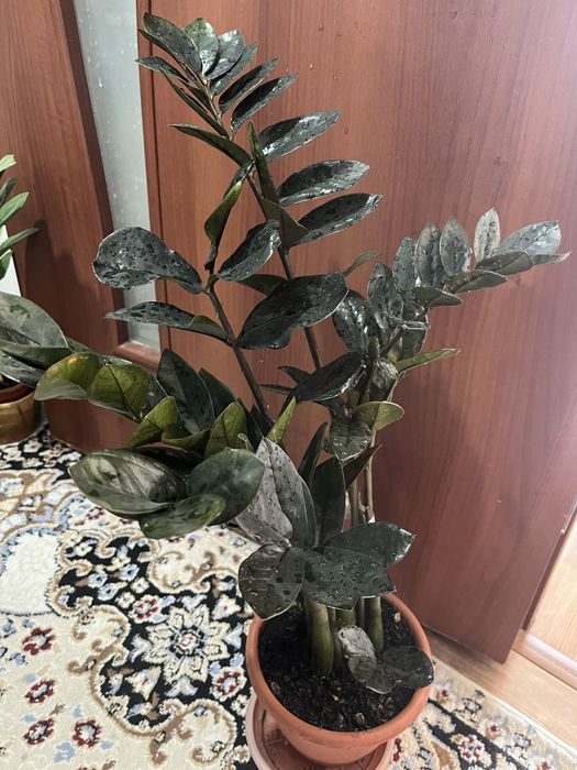 Комнатные растения
