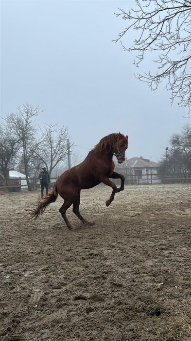 Armăsar Pur Sânge Arab pentru Andurantă Linie Mangalia Calificat CEI*
