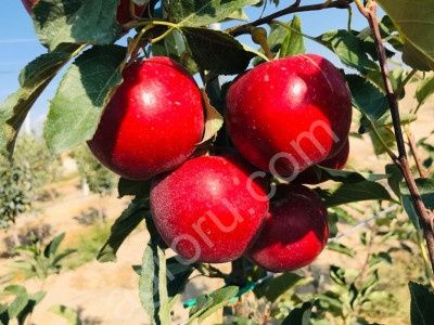 Жемис кошеттери Шыршылар