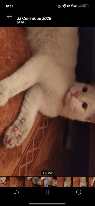 Нашли кота ,белый мальчик