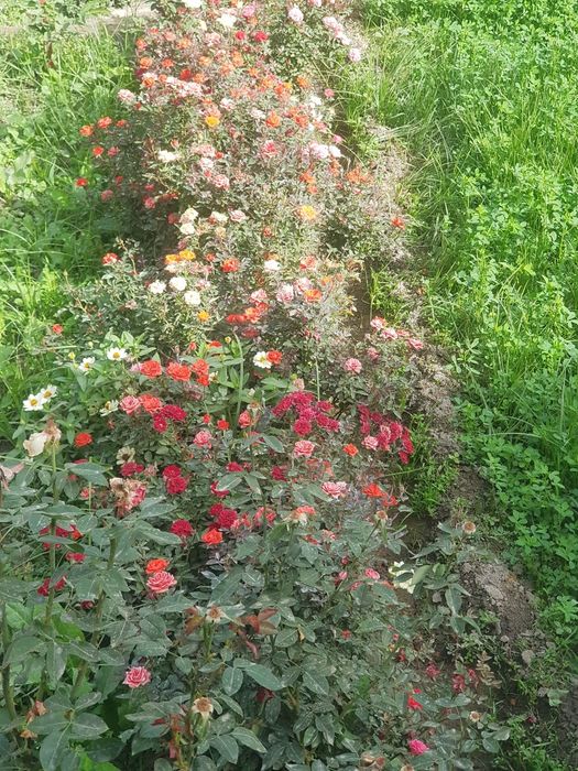 тувак гуллари ва бог гуллари