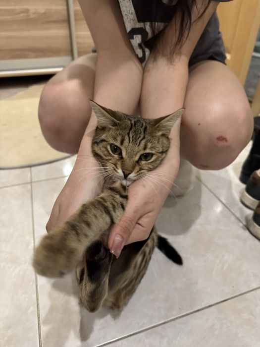 Бенгал котенок (4 месяца)