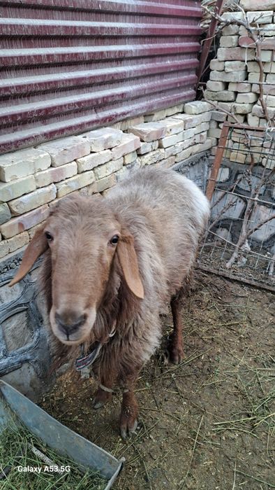 Соглом катта кучкор кочкор qochqor quchqor