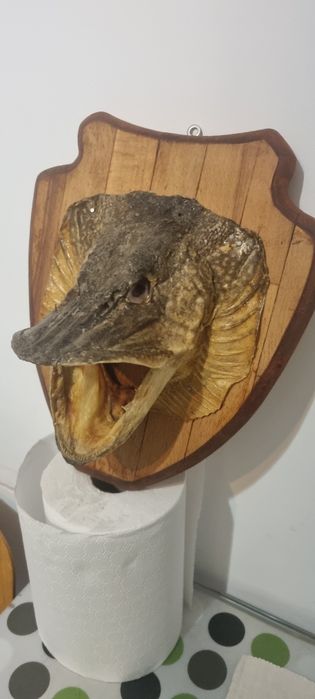 Trofeu cap peste stiuca 6 kg.