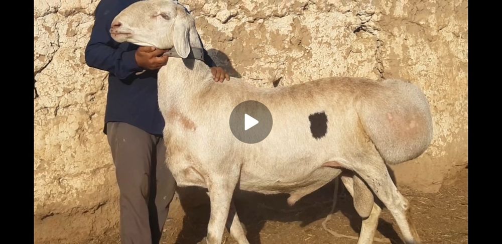 Авғон қучқор элита