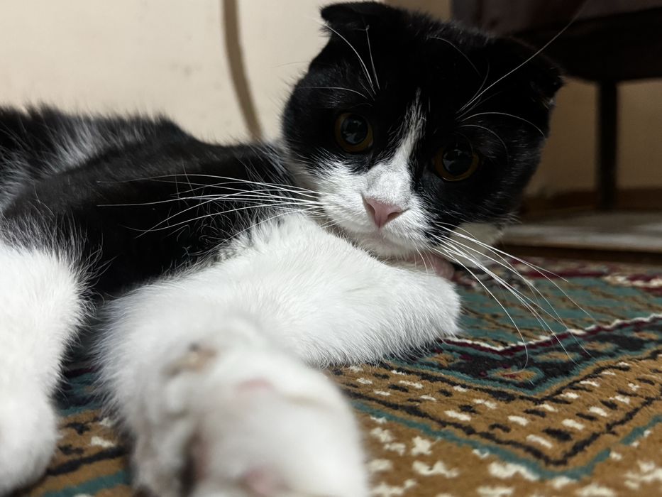 Кошка Scottish fold кошку