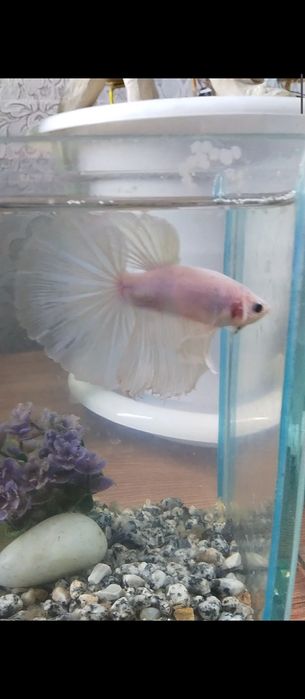 Рыбка петушок аквариумная