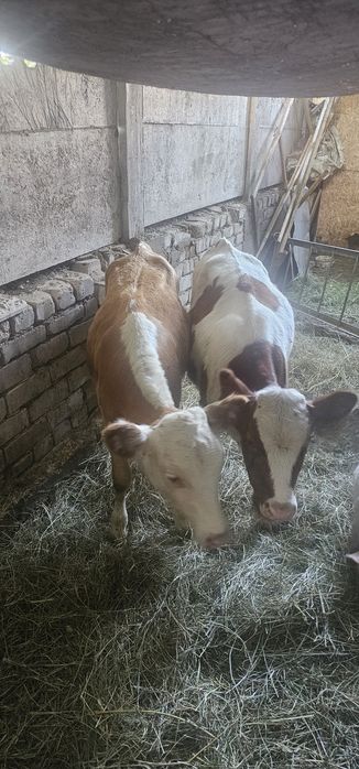 Продам телочек 4мес