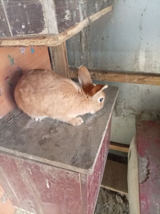 Кролик и петух декоративные