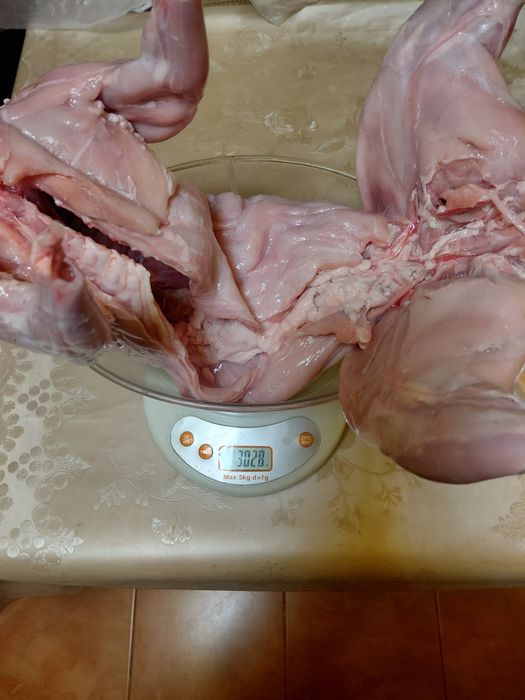 iepuri rasa berbec german