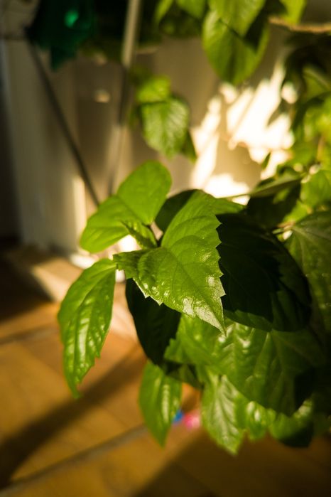 Sharp aquos r6 12/128