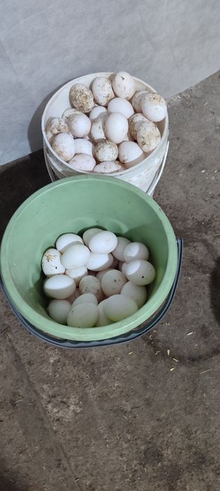 Продаю кур несушек молодые.