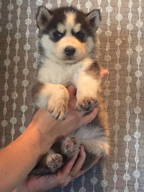 реальные цены в питомнике Хаски Планета от55 тыс