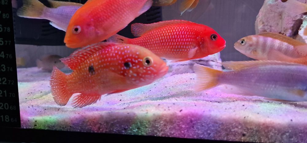 Vand Ciclide africane