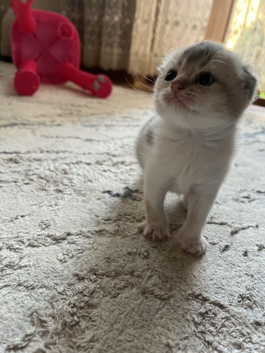 Продается британский фолд