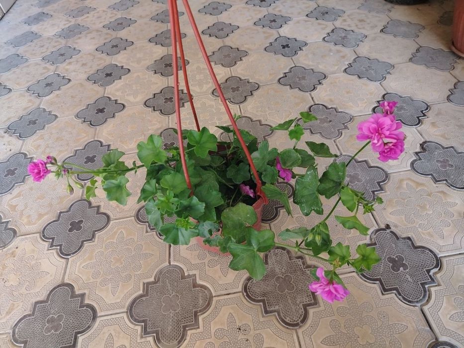 Комнатные цветы, растение, Honaki gullar, gul, ko'chatlar