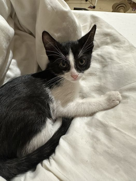 Котята в хорошие руки
