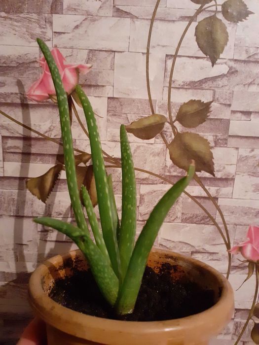 Продам "АЛОЭ" молодые 2-х летние.