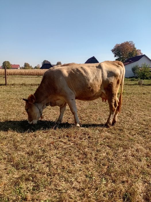 Vaca prima fatare.