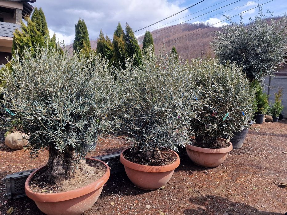 Palmieri, maslini, leandrii, copaci, tuia, plante ornamentale, vand