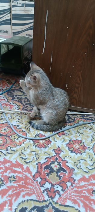 Котенок 4,5 месечный ым