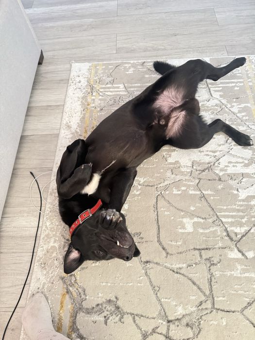 Красавец лабрадор ищет даму для вязки