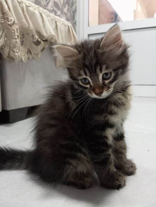 Котенок 2 месяца