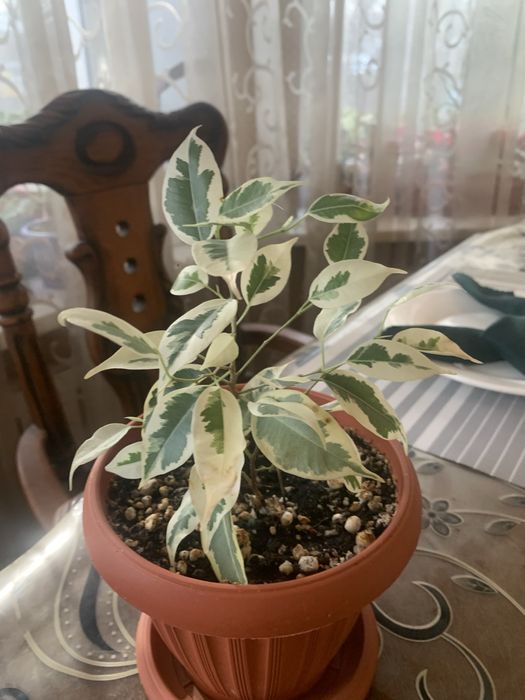 Продам комнатные цветы