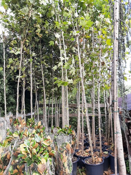 Tuia Brazi Mesteacan Tei Platani Paltini Catalpa