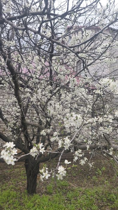 Продам дом.срочно.