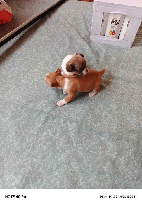 Мини чихуахуа момичета