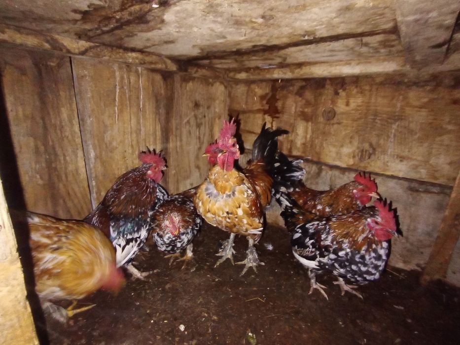 Cocoșei pitici de vanzare