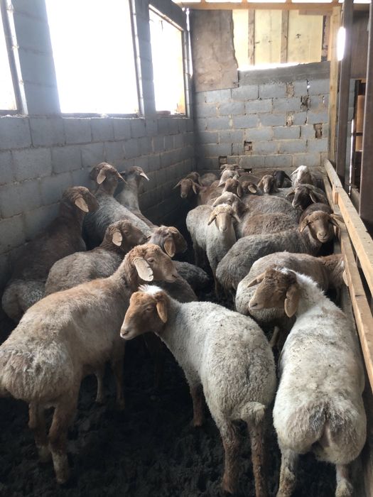 Тоқтылар/баран/қой/қошқар