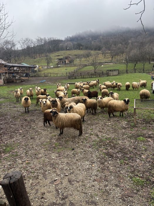 Vand turma de oi sau la bucata!