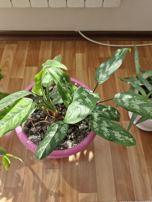 Комнатные растения