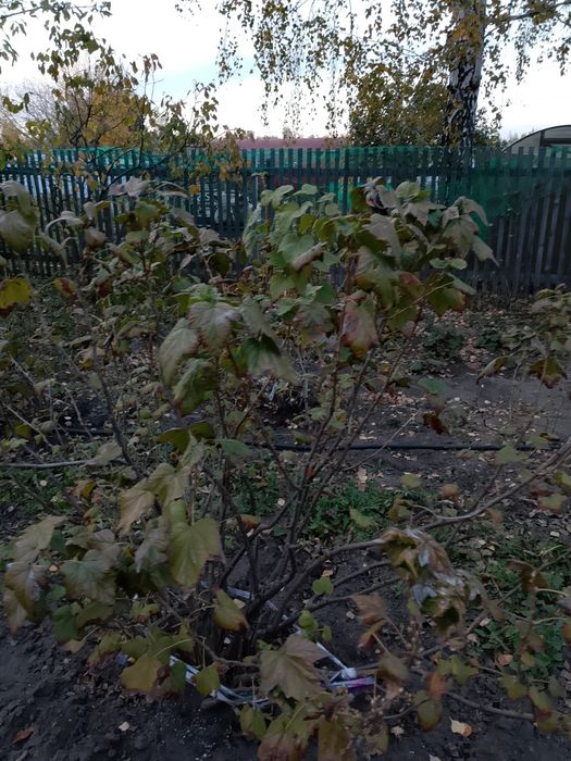 Срочно продается Дача в с/о Чайка
