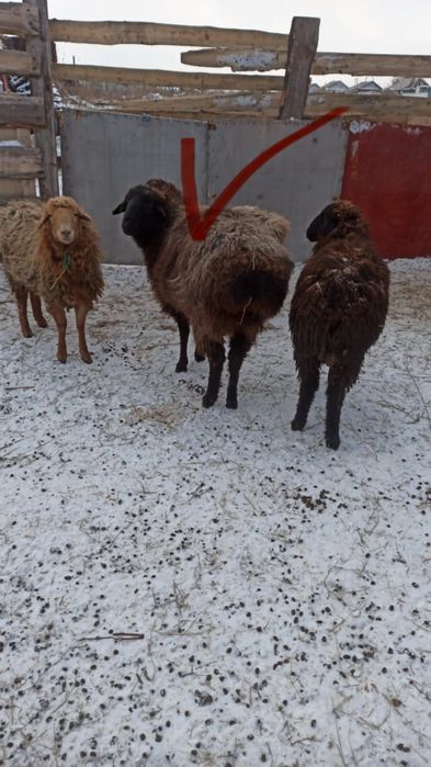 Сельхоз животное