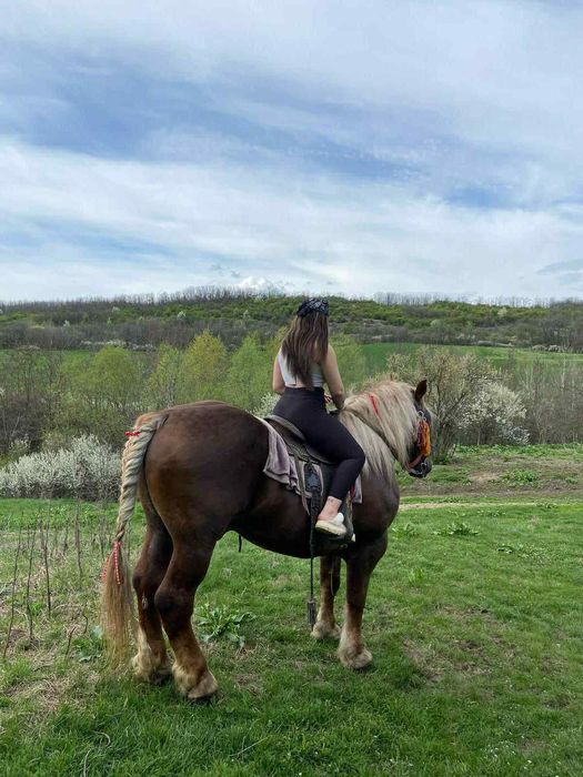 Vând armăsar! Cuminte ,bun de monta,sta la călărit, bun la pădure !