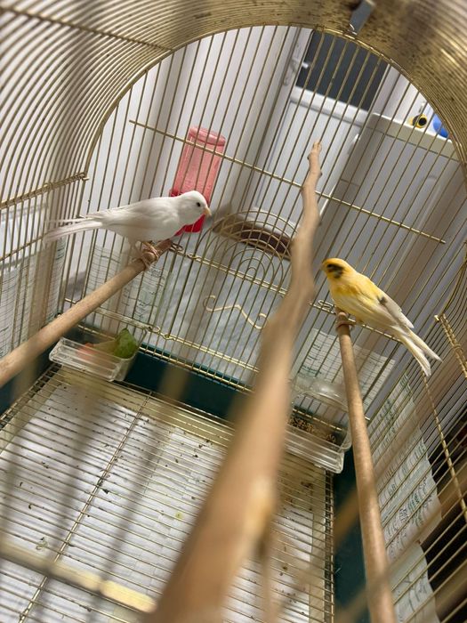 Канарейки птицы птица птицы