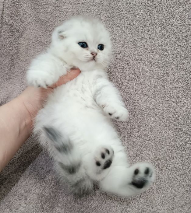 Предлагается кот на вязку