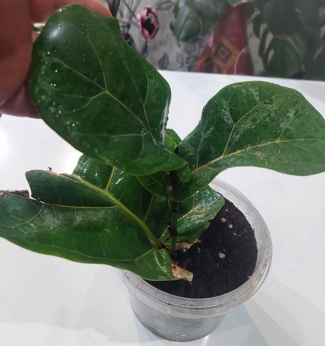 Продам фикус Лирата