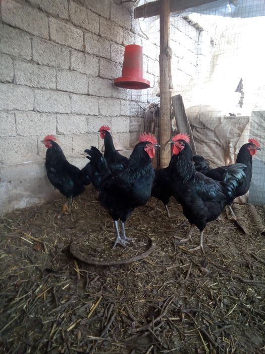 Qora shaxzoda xo'rozlari sotiladi