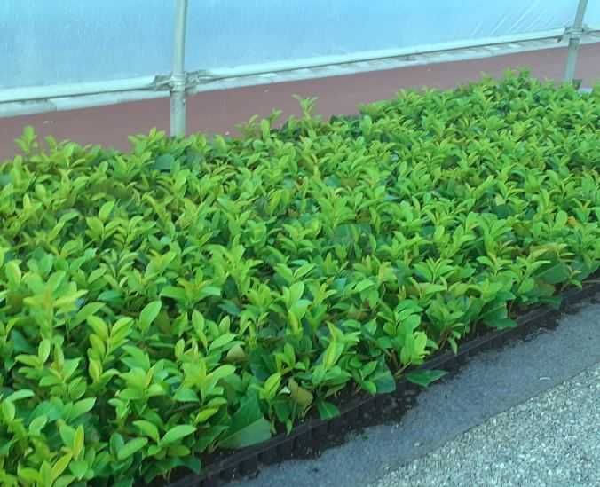 Laur englezesc - Prunus Laurocerasus Rotundifolia +/- 20 cm