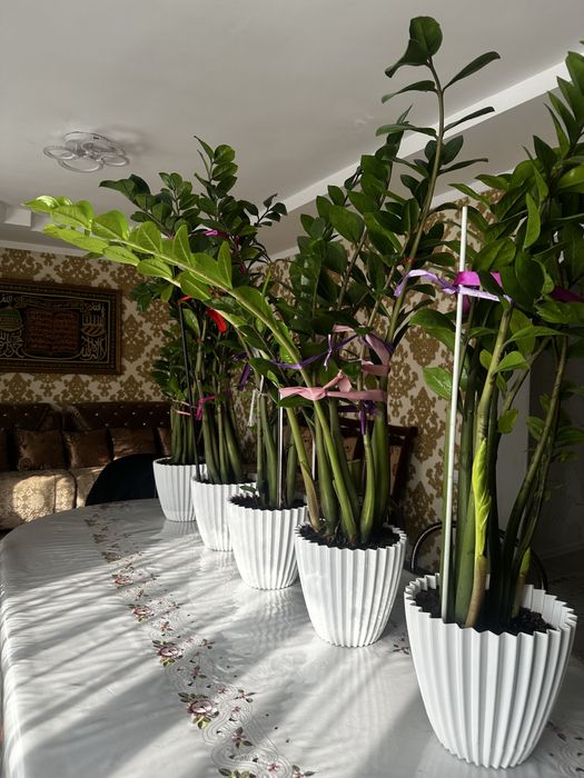 Доллоровае дерево замик